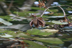 Pterospermum heyneanum